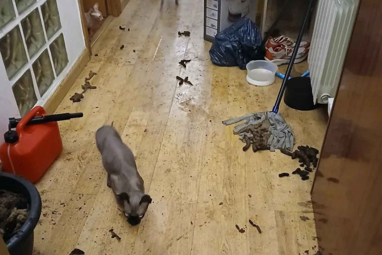 La Guàrdia Urbana intervé a L’Hospitalet i salva sis gats en estat crític