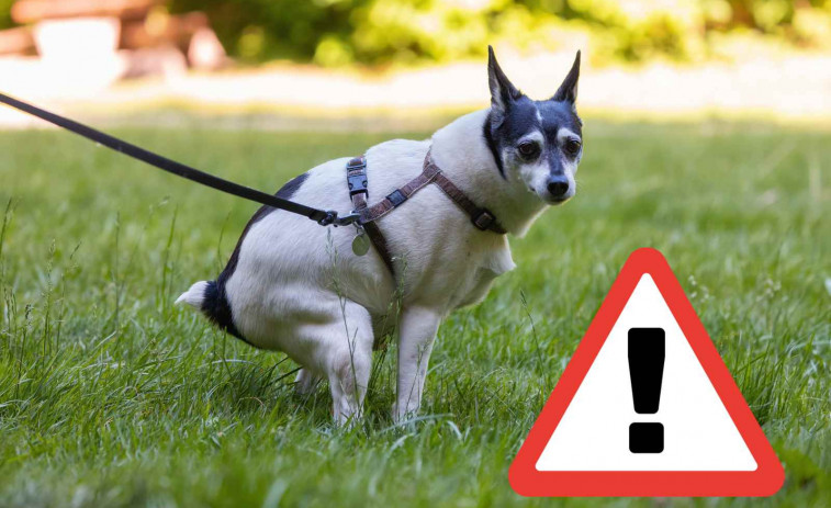 Tarragona exigirà el ADN de tots els gossos de la ciutat per a identificar els seus excrements