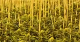 Desmantelada una plantación de marihuana en una vivienda de Vallirana