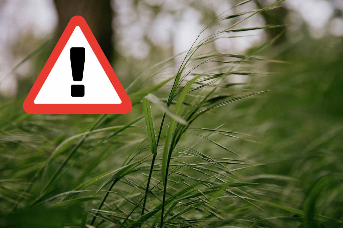 Alerta, viento   CANVA