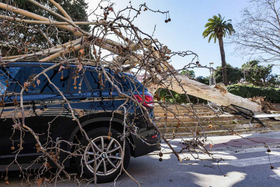 Camión,Un árbol cae sobre unos coches a causa del viento, a 12 de febrero de 2026, en L'Hospitalet de Llobregat, BarcelonaSTOP   CANVA
