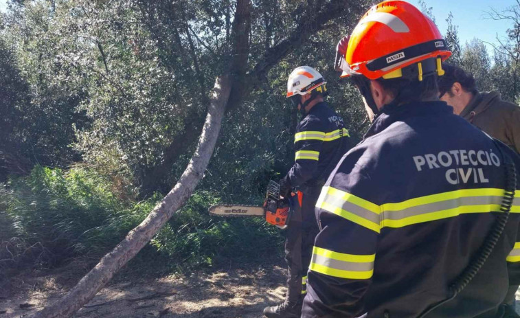 Caos a Badalona: les imatges d'arbres caiguts i destrosses pel temporal de vent