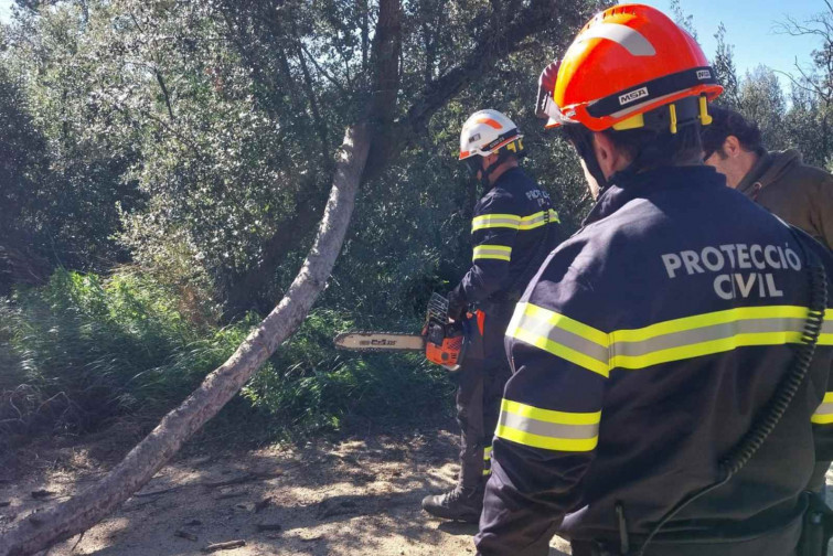 Caos a Badalona: les imatges d'arbres caiguts i destrosses pel temporal de vent