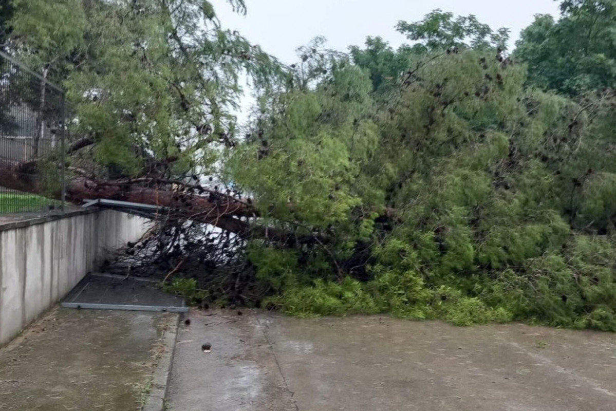 Europapress 6061920 arbol caido vic barcelona 1600 1067