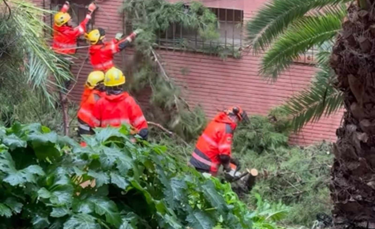 Avís urgent a L’Hospitalet: els Bombers actuen per arbres danyats a Can Serra
