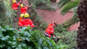 Avís urgent a L’Hospitalet: els Bombers actuen per arbres danyats a Can Serra