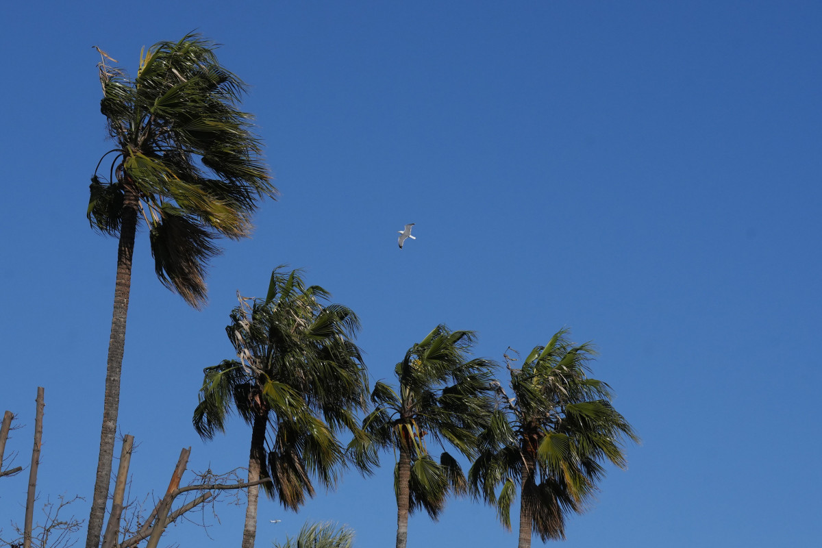 Palmeras bajo los efectos del viento, a 12 de febrero de 2026, en Barcelona, Catalunya (España).
