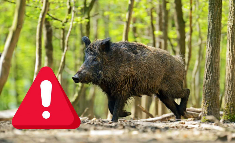 Consulta la llista dels 16 municipis de Barcelona amb restriccions per la pesta porcina africana