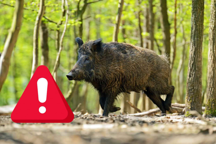 Consulta la llista dels 16 municipis de Barcelona amb restriccions per la pesta porcina africana