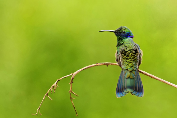 Les aus d'Àfrica, Amèrica Llatina i Àsia són cada vegada més petites