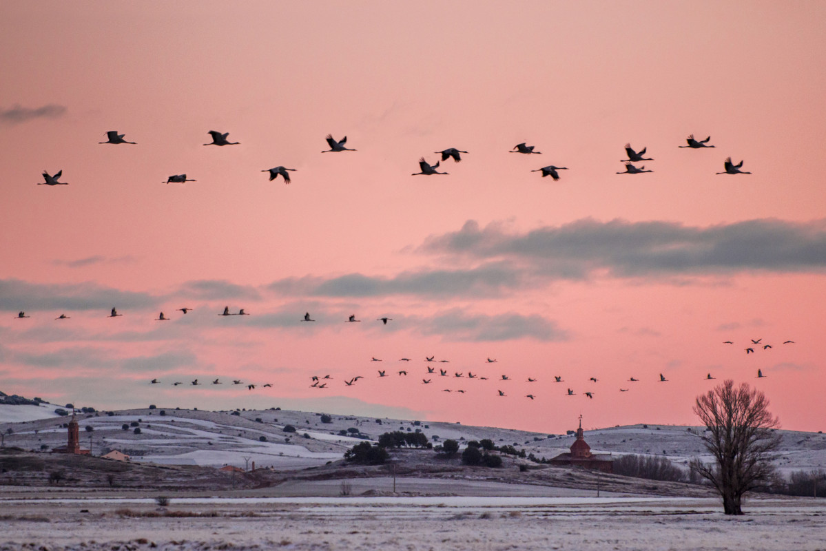 Grus grus, by Joan de la Malla