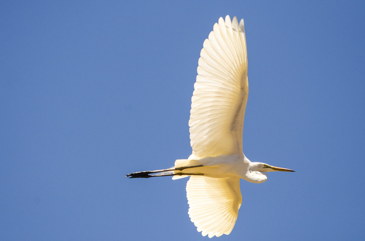 Ardea alba, by Joan de la Malla