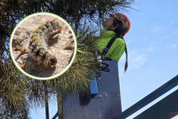 Campaña contra la procesionaria en Sant Andreu de la Barca: cómo detectarla y proteger a tu mascota