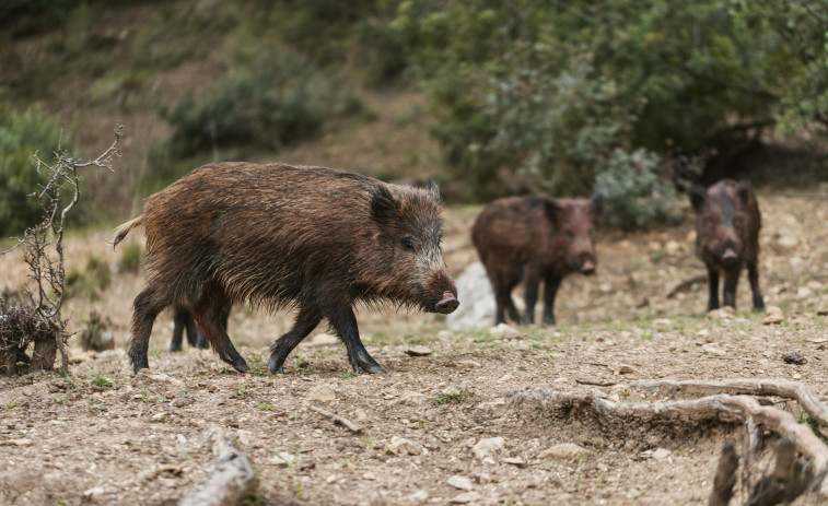 La pesta porcina africana s'expandeix a Catalunya: nous municipis en zona d'alt risc i restriccions