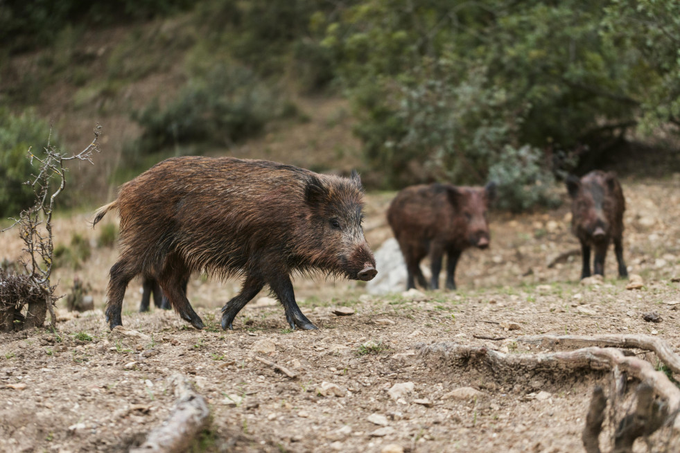 Wild boars nature (1)