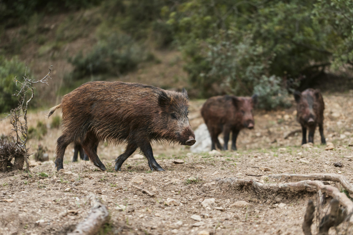 Wild boars nature (1)