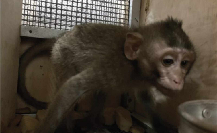 VÍDEO | Denuncien que DHL ha transportat 625 macacos a Tarragona per a ser torturats en un laboratori