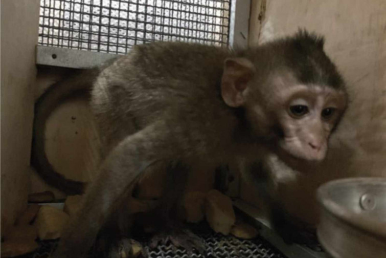 VÍDEO | Denuncien que DHL ha transportat 625 macacos a Tarragona per a ser torturats en un laboratori