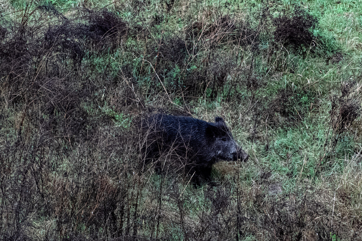 Archivo - Un jabalí por el cauce del Río Ter, cerca del Hospital Trueta, a 27 de diciembre de 2025, en Girona, Catalunya (España).