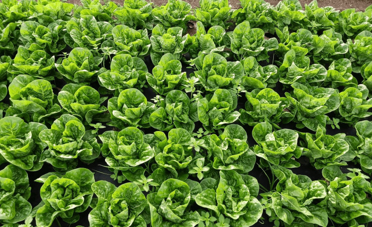 Damm i Ametller Origen transformen residus de la cervesa en fertilitzants orgànics