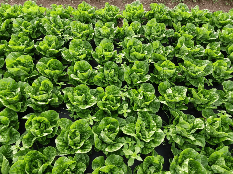 Damm i Ametller Origen transformen residus de la cervesa en fertilitzants orgànics