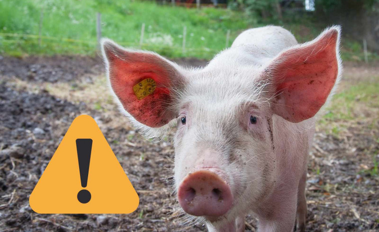 Alerta a Lleida: detecten un cas de grip porcina A en un humà