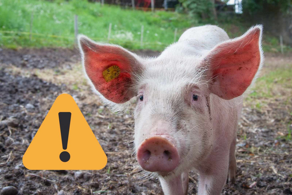 Alerta, cerdo   CANVA