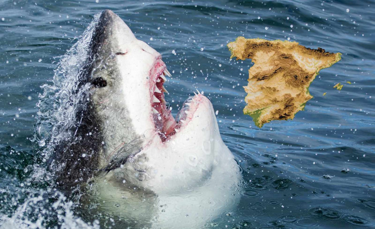 Un tauró blanc al Mediterrani: apareix un exemplar enfront de la costa d'Alacant