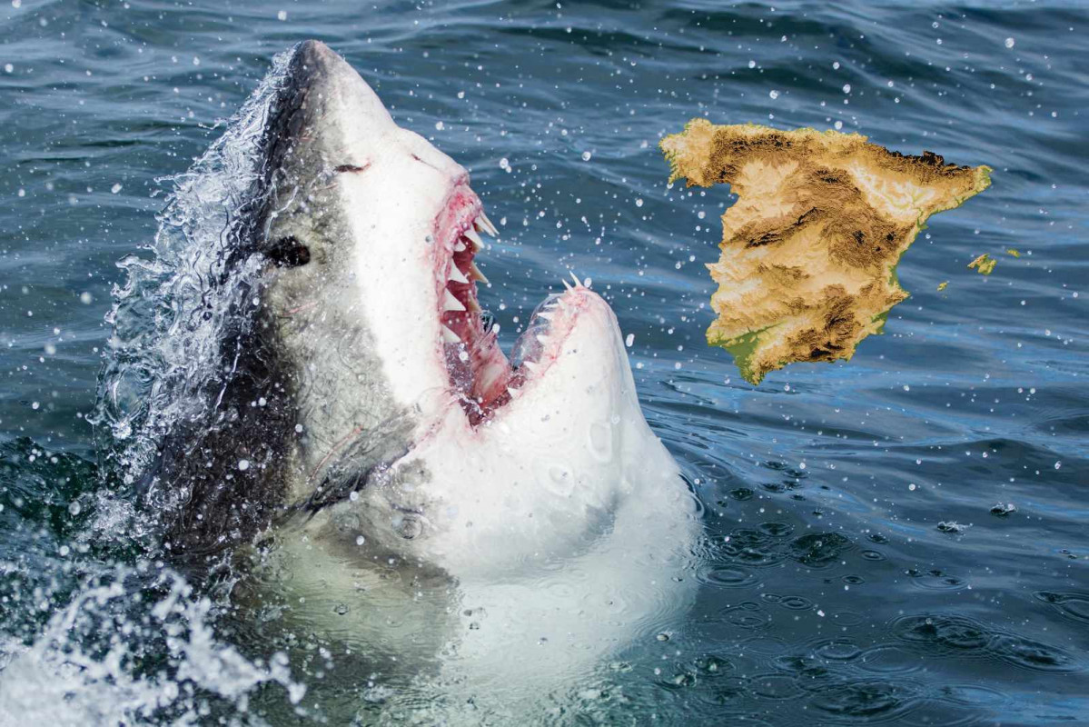 Tiburón blanco, España   CANVA