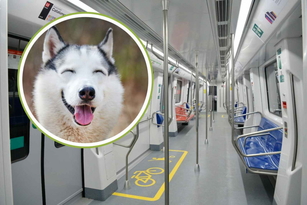 Recurso   Imagen del metro de Barcelona y un perro   CANVA
