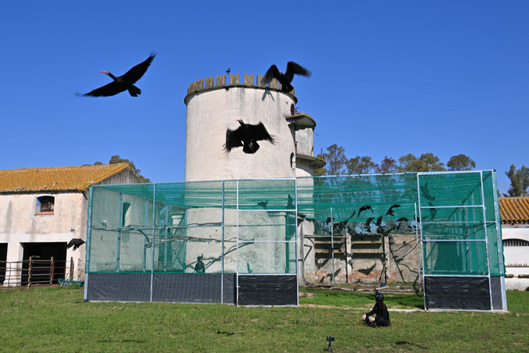 El retorn de l'ibis eremita a Catalunya simbolitza la reconciliació amb la naturalesa a l'Empordà
