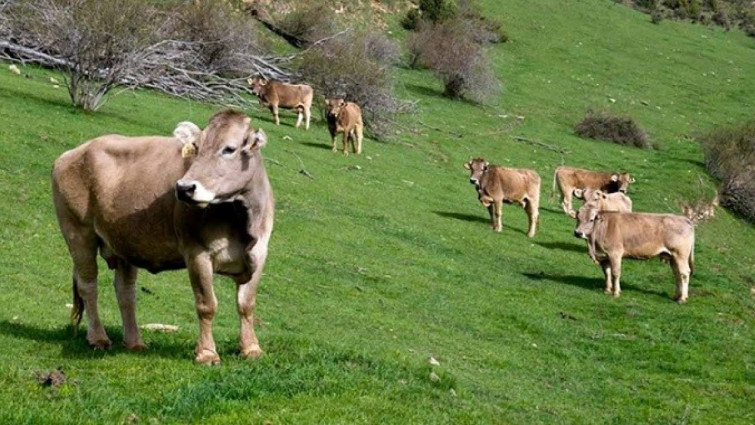 Catalunya consolida la seva agroindústria amb 58.000 milions i rècord d'exportacions