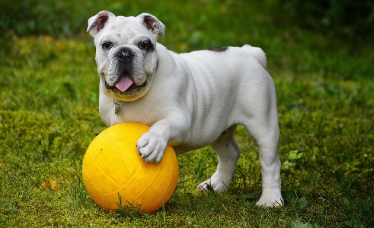 Un gos troba una ampolla de verí que podria esclarir un assassinat de fa 160 anys