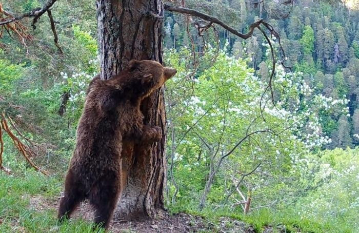 EuropaPress 7396208 oso beroi