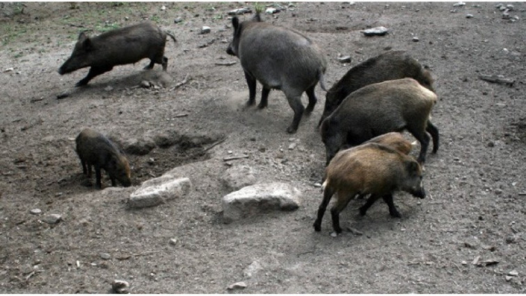 Sis nous casos de PPA confirmats en senglars dins de la zona d'alt risc de Catalunya