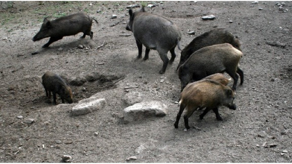 EuropaPress 7398194 grupo jabalies