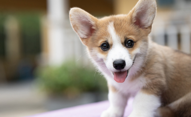 Balanç de pros i contres en els 20 municipis catalans que utilitzen l'ADN caní per a multar als íncivicos