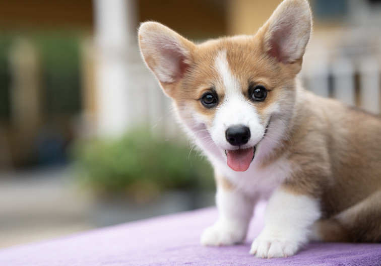 Balanç de pros i contres en els 20 municipis catalans que utilitzen l'ADN caní per a multar als íncivicos