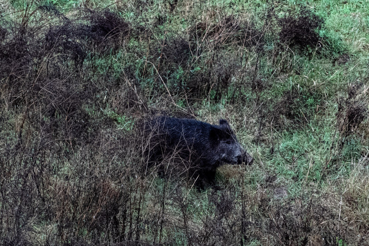 Catalunya en alerta: més de 3.000 senglars sacrificats en una lluita “sense precedents” conta la PPA