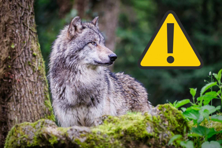 Pànic al centre comercial: un llop mossega la cara d'una dona de 65 anys davant d'un IKEA