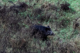Detectado un nuevo caso de Peste Porcina Africana en Sant Just Desvern