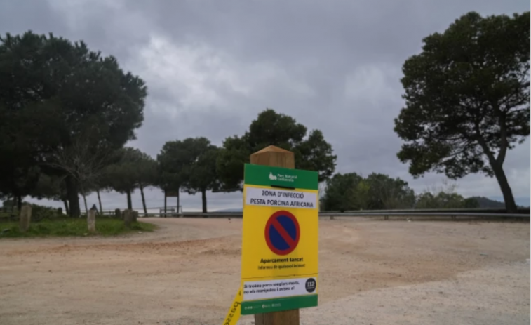Catalunya activa una tercera corona de seguretat per a frenar l'avanç de la pesta porcina