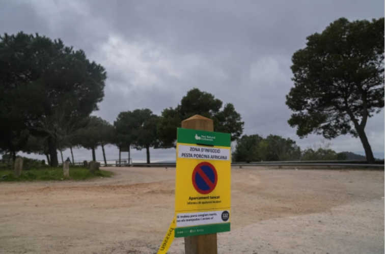 Catalunya activa una tercera corona de seguretat per a frenar l'avanç de la pesta porcina