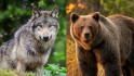 Així serà el parc natural que portarà óssos, linxs i llops a Osona