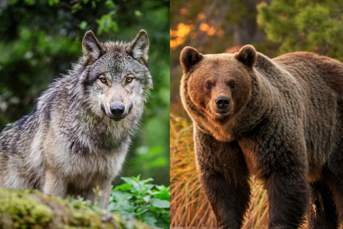 Un lobo y un oso   CANVA
