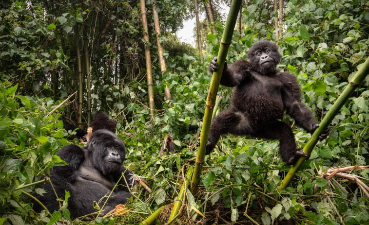 VÍDEO | Esclata una guerra sense precedents entre la comunitat de ximpanzés més gran del món