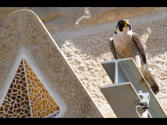 Neixen dos falcons a la Sagrada Família: oberva en directe com la seva mare els cuida