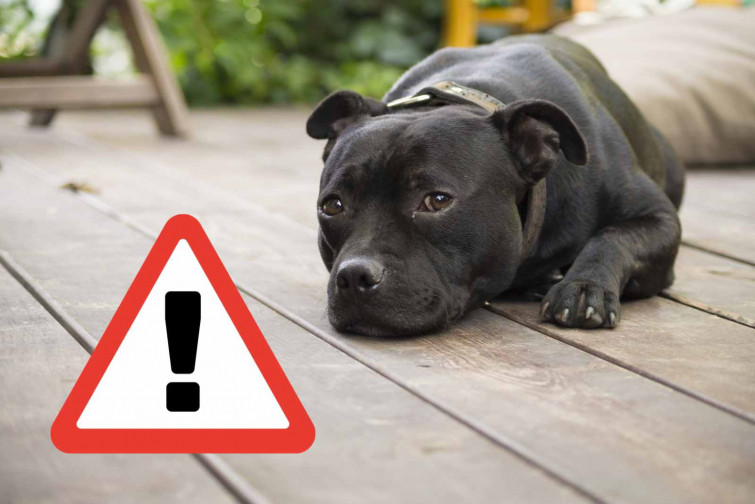 Alerta, un perro pitbull   CANVA