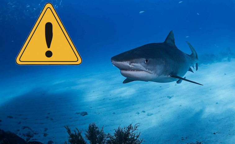 Un espanyol acaba en estat crític després de ser atacat per un tauró durant la seva lluna de mel a Maldives