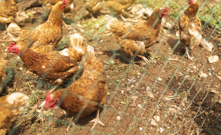 Fi al confinament: les granges catalanes recuperen l'activitat a l'aire lliure després de la millora de la grip aviària